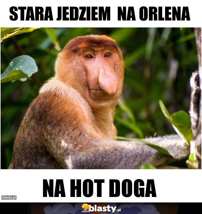Stara jedziem  na Orlena
