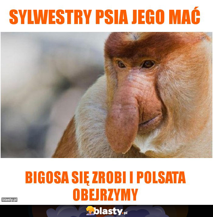 Sylwestry psia jego mać