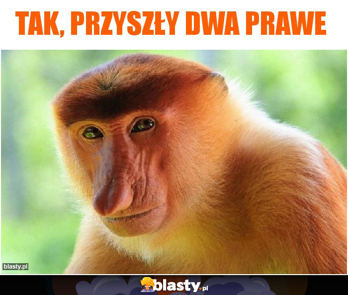 TAK, PRZYSZŁY DWA PRAWE
