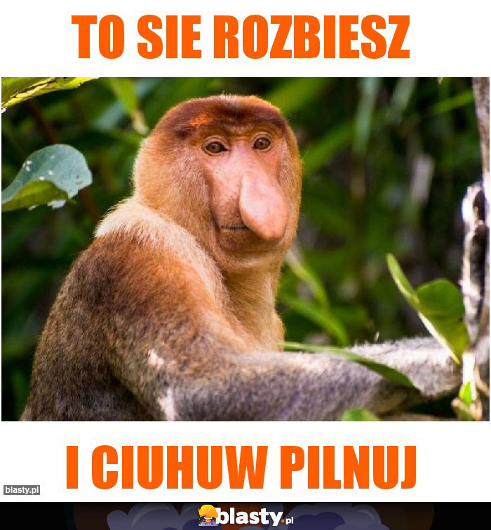 TO SIE ROZBIESZ