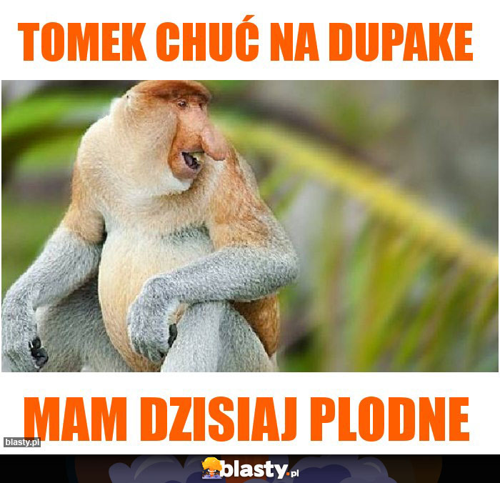 Tomek chuć na dupake