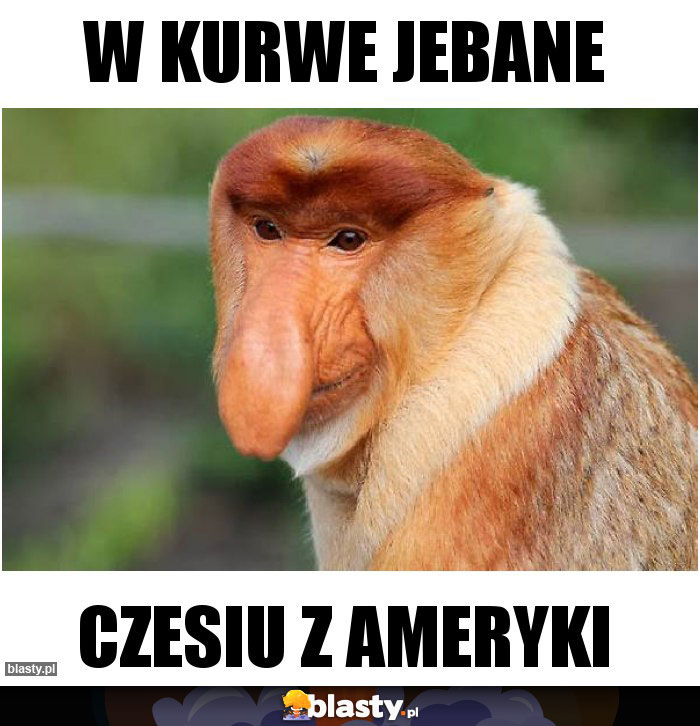 W kurwe jebane