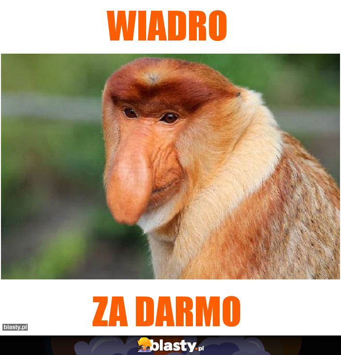 wiadro