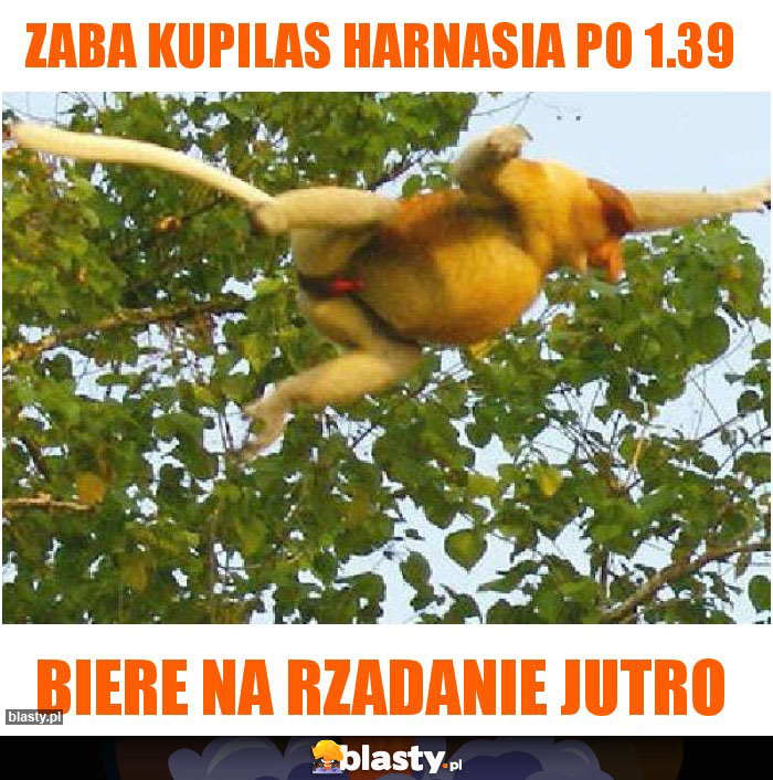 Zaba kupilas harnasia po 1.39