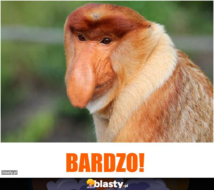 Bardzo!