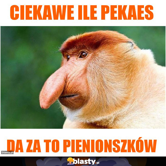 Ciekawe ile pekaes