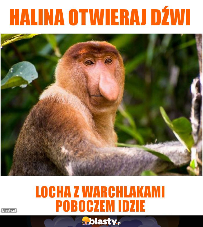 Halina otwieraj dźwi