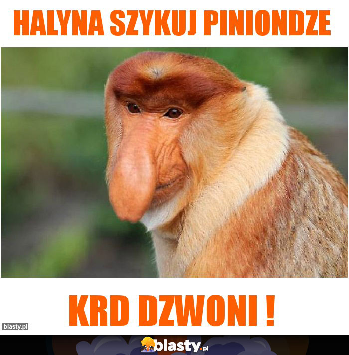 Halyna szykuj piniondze