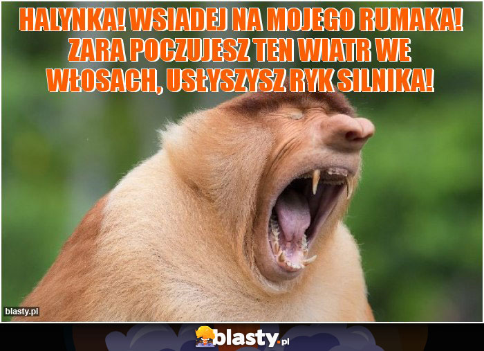 Halynka! Wsiadej na mojego rumaka! Zara poczujesz ten wiatr we włosach, usłyszysz ryk silnika!