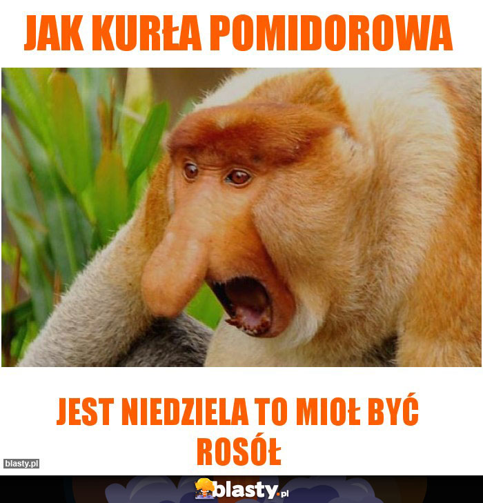 Jak kurłA pomidorowa