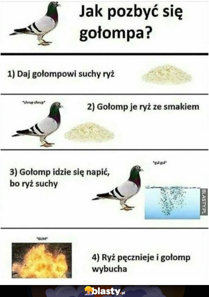 Jak pozbyć się gołębia
