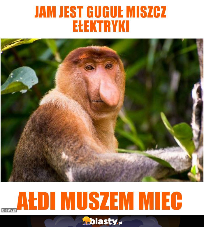 Jam jest guguł miszcz ełektryki