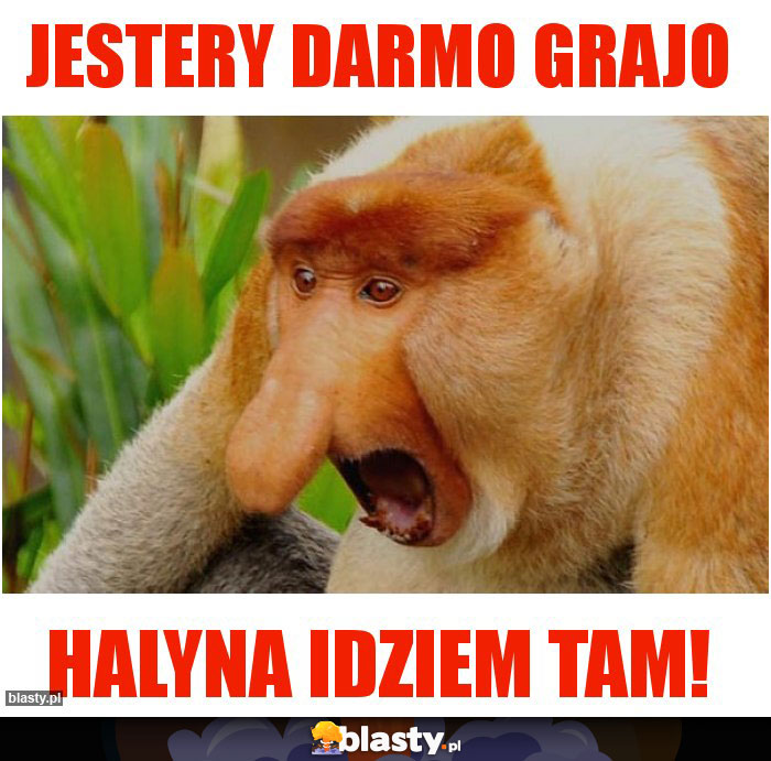 Jestery darmo grajo