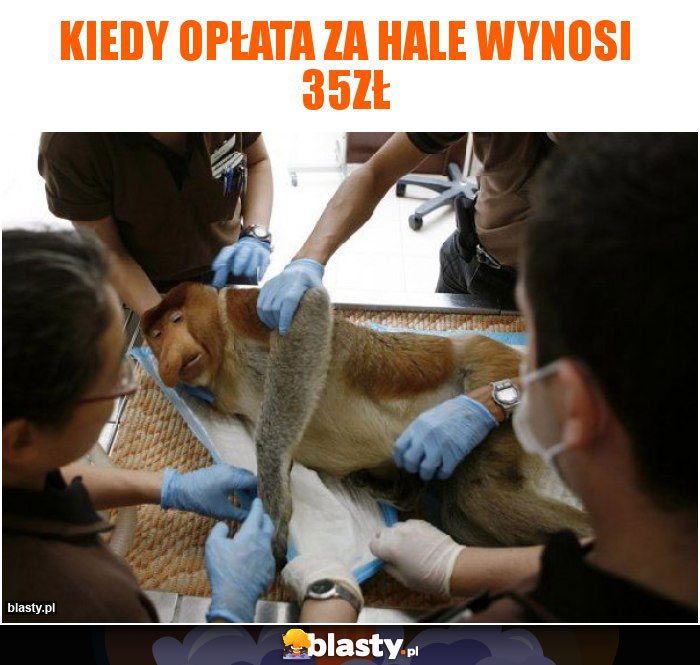 Kiedy opłata za hale wynosi 35zł