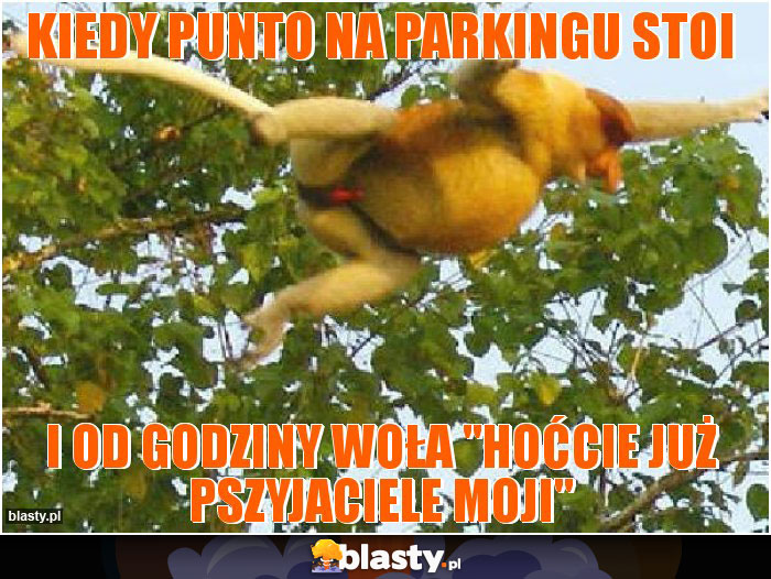 kiedy punto na parkingu stoi