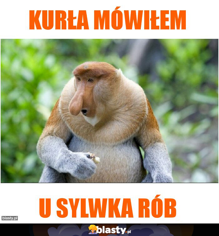 Kurła mówiłem