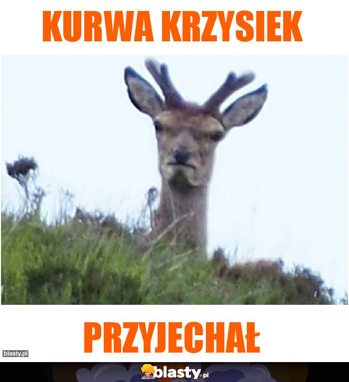 Kurwa krzysiek