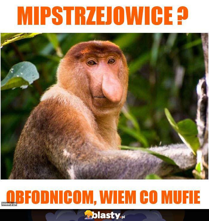 MIPSTRZEJOWICE ?