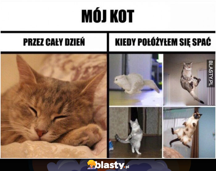 Mój kot przez cały dzień vs kiedy pójdę spać