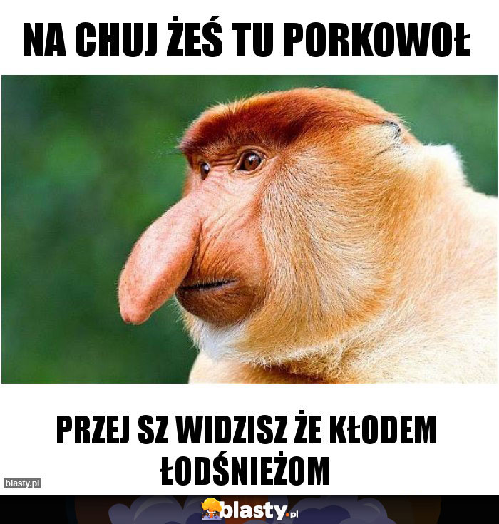 Na chuj żeś tu porkowoł