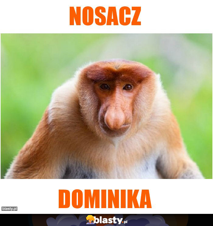 Nosacz