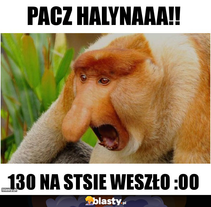 PACZ HALYNAAA!!