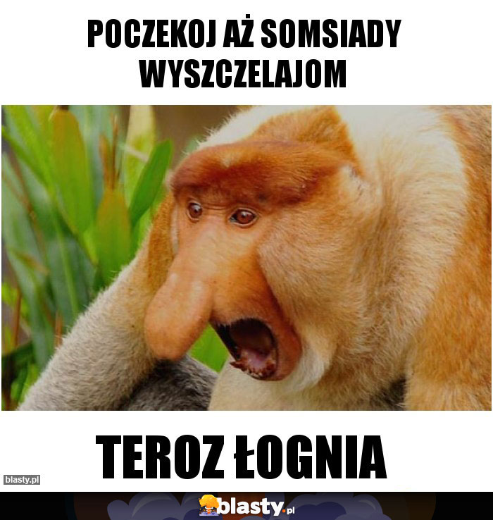poczekoj aż somsiady wyszczelajom