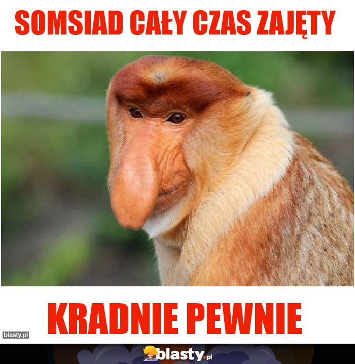 Somsiad cały czas zajęty
