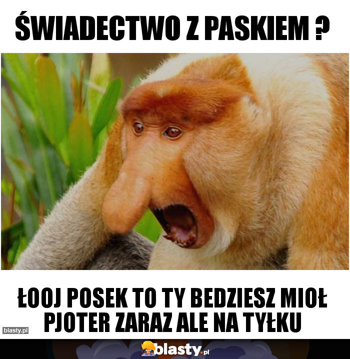 Świadectwo z paskiem ?