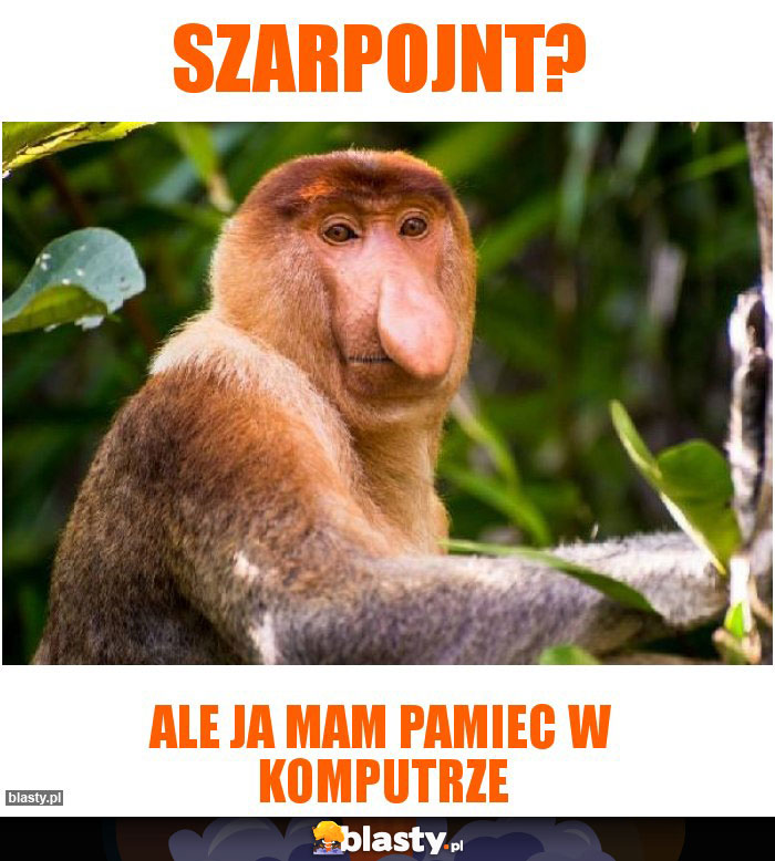 SZarpojnt?