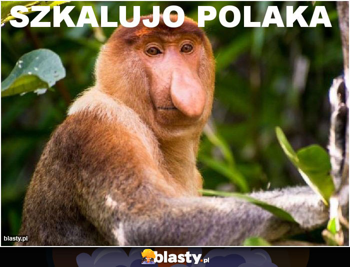 Szkalujo Polaka