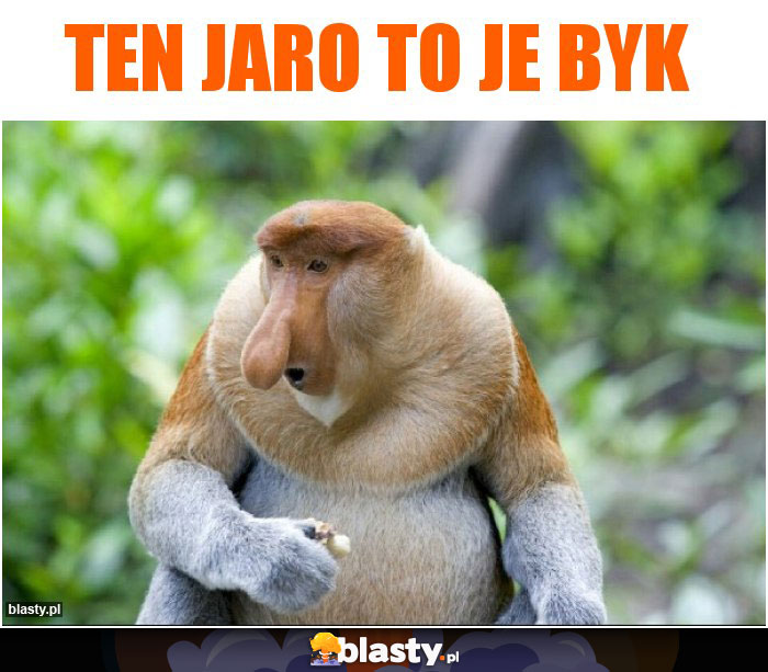 Ten Jaro to je byk