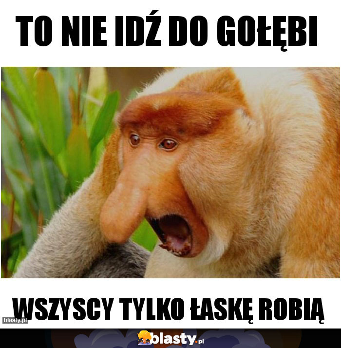 To nie idź do gołębi