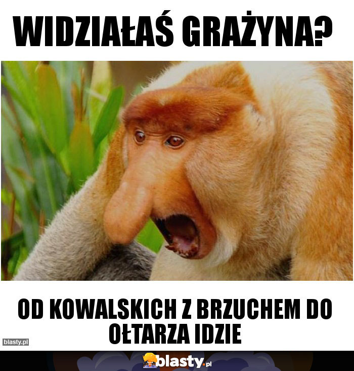 Widziałaś Grażyna?
