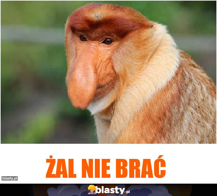 Żal nie brać