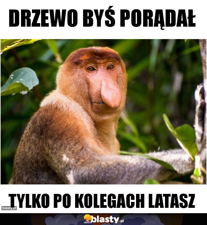 drzewo byś porądał