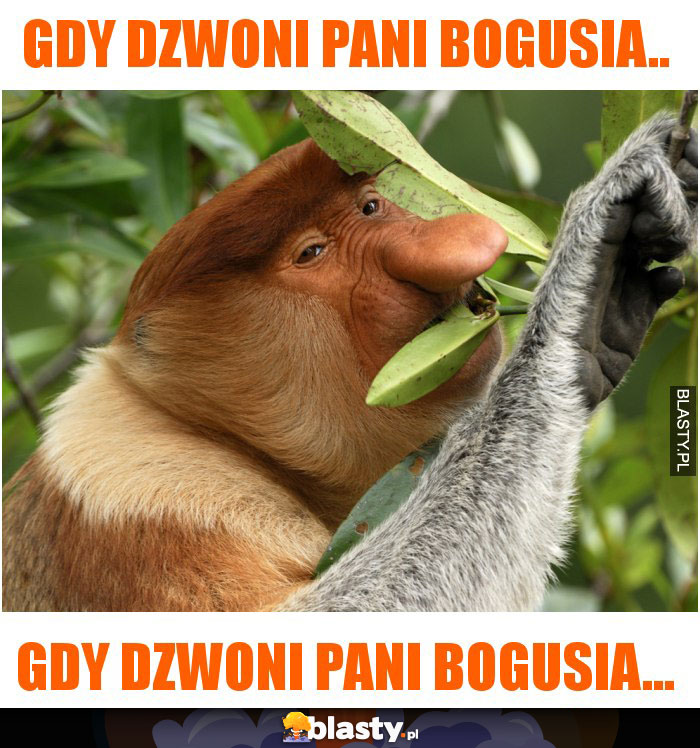 gdy dzwoni Pani Bogusia..