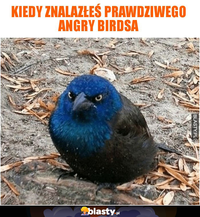 Kiedy znalazłeś prawdziwego angry birdsa
