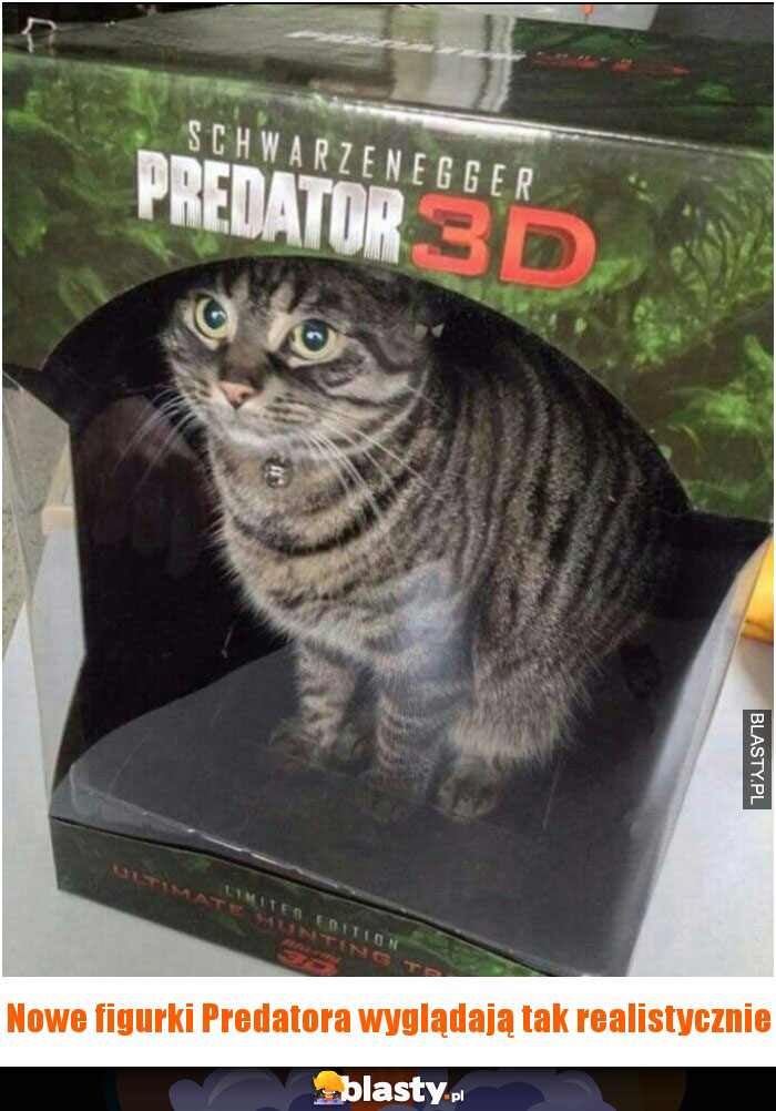Kot Predator