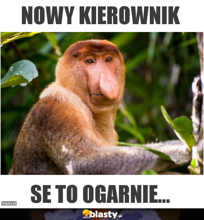 Nowy kierownik