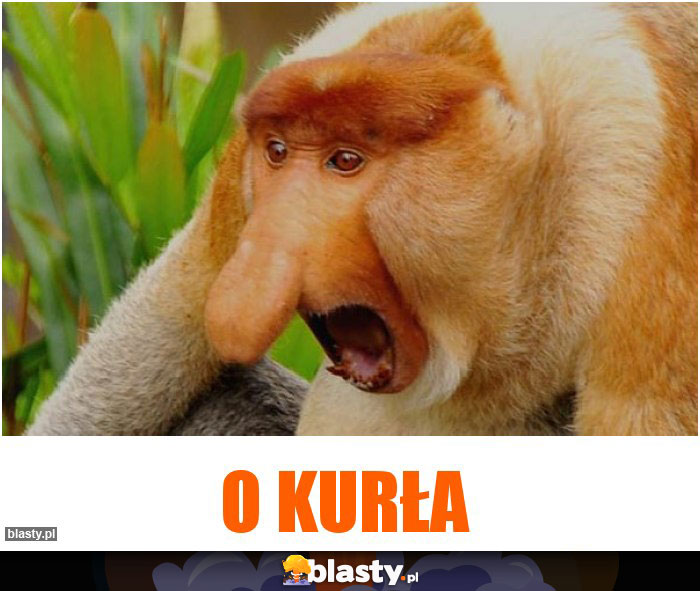 O kurła