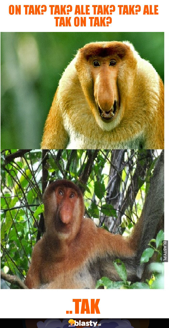 ON TAK? TAK? ALE TAK? TAK? ALE TAK ON TAK?