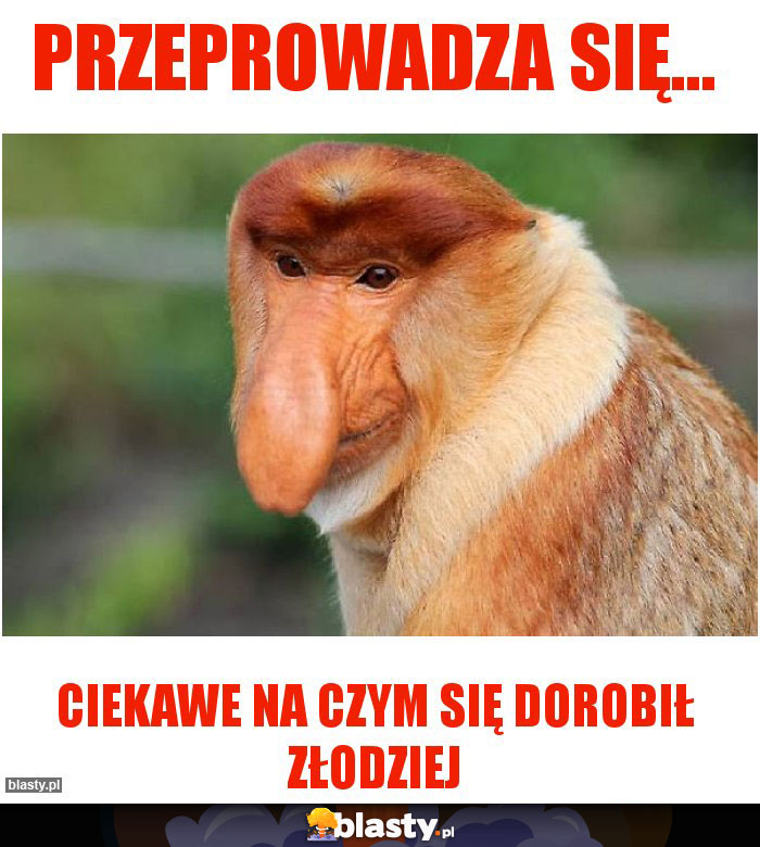 Przeprowadza się...