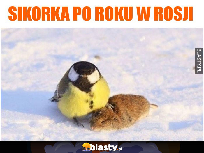 Sikorka po roku w Rosji