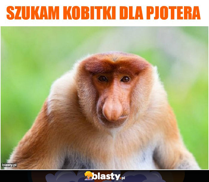 Szukam kobitki dla pjotera