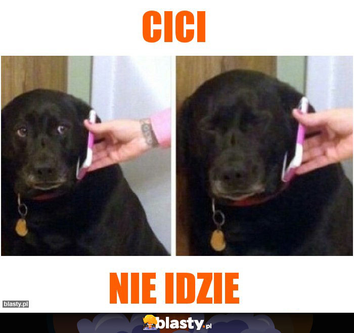 Cici