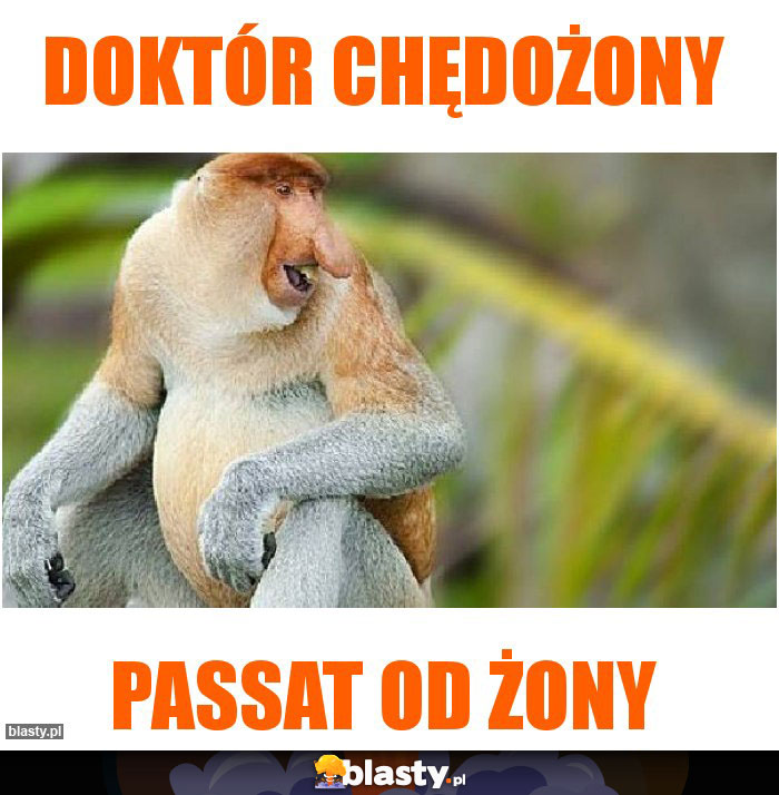Doktór chędożony