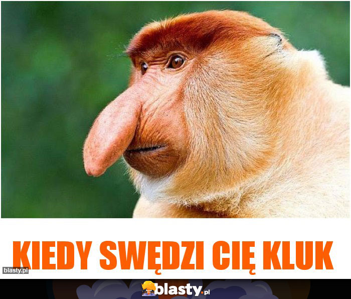 kiedy swędzi cię kluk