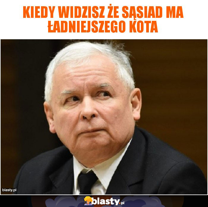 kiedy widzisz że sąsiad ma ładniejszego kota