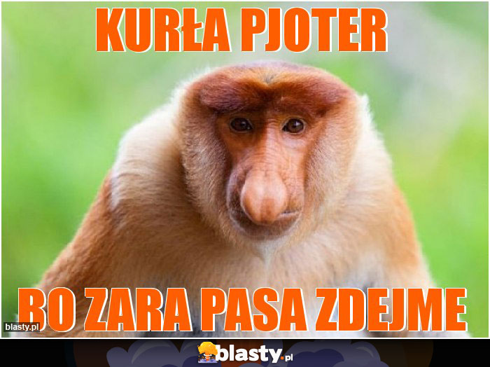Kurła pjoter